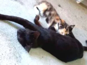 Gato raça  idade Abaixo de 2 meses nome Pintado