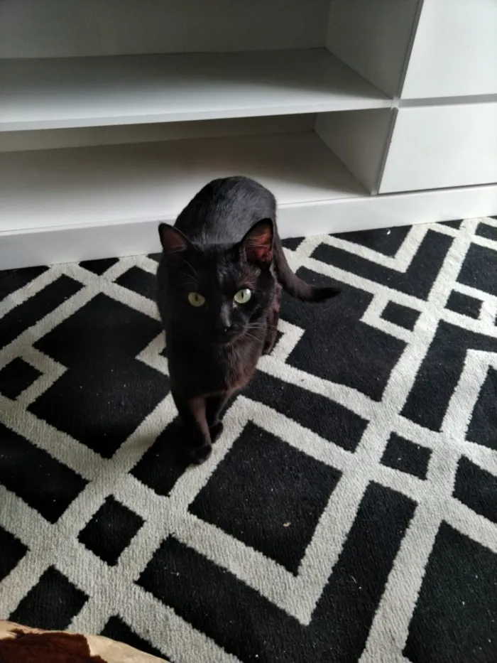 Gato raça Indefenido idade 1 ano nome Coca