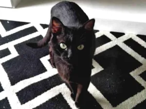 Gato raça Indefenido idade 1 ano nome Coca
