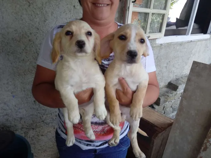 Cachorro ra a Vira lata e pinscher idade 2 a 6 meses nome Sem nomes