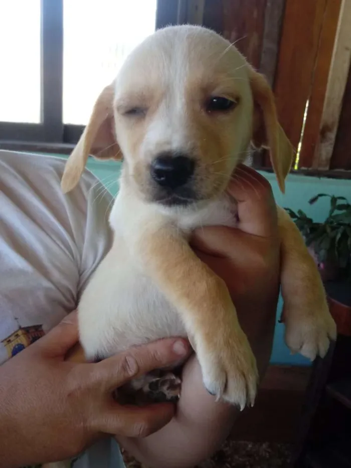 Cachorro ra a Vira lata e pinscher idade 2 a 6 meses nome Sem nomes