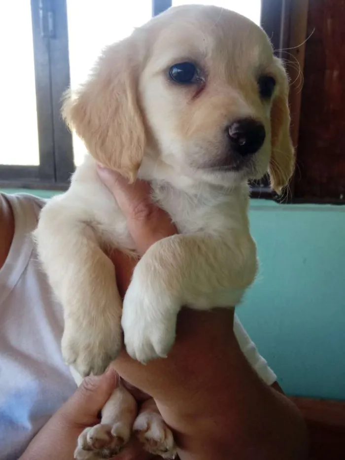 Cachorro ra a Vira lata e pinscher idade 2 a 6 meses nome Sem nomes