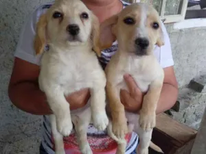 Cachorro raça Vira lata e pinscher idade 2 a 6 meses nome Sem nomes