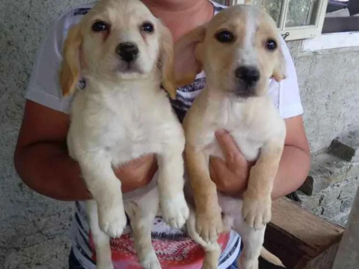 Cachorro ra a Vira lata e pinscher idade 2 a 6 meses nome Sem nomes