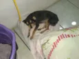 Toquim