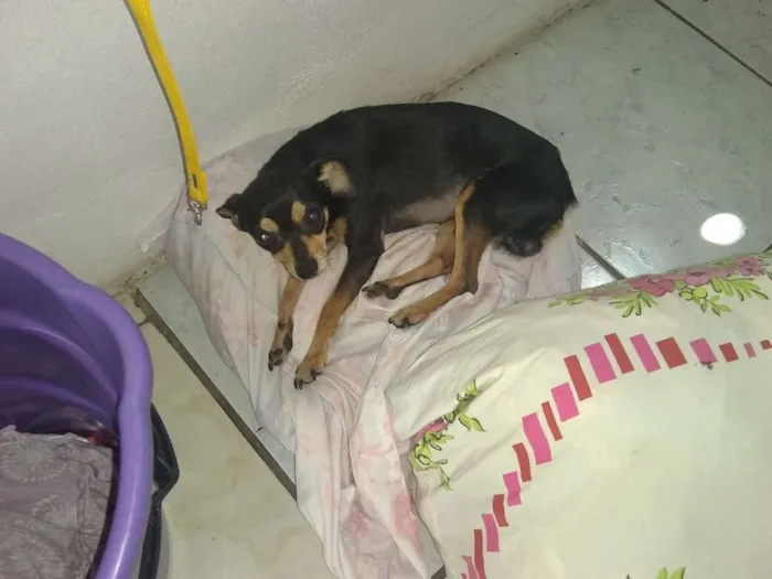 Cachorro raça Pinche  idade 2 anos nome Toquim
