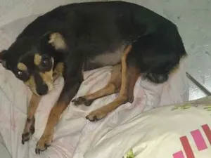 Cachorro raça Pinche  idade 2 anos nome Toquim