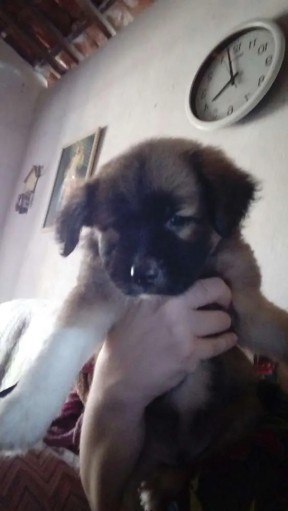 Cachorro raça Srd idade Abaixo de 2 meses nome Sem nome