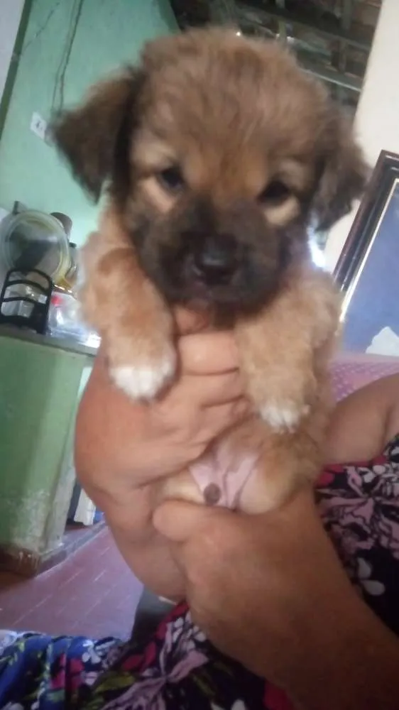 Cachorro raça Srd idade Abaixo de 2 meses nome Sem nome