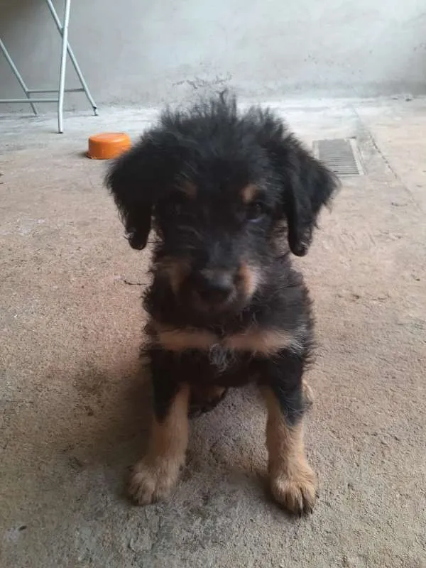 Cachorro ra a  idade Abaixo de 2 meses nome Não tem nome ainda!