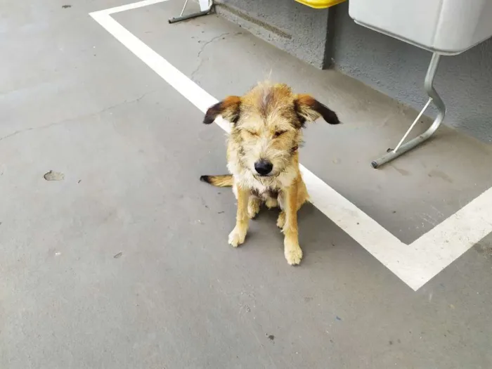 Cachorro ra a Vira-latas idade 3 anos nome Sem mome