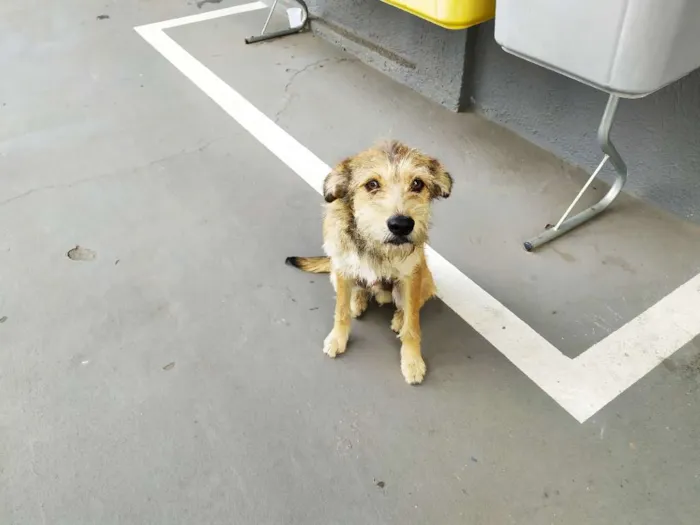 Cachorro ra a Vira-latas idade 3 anos nome Sem mome