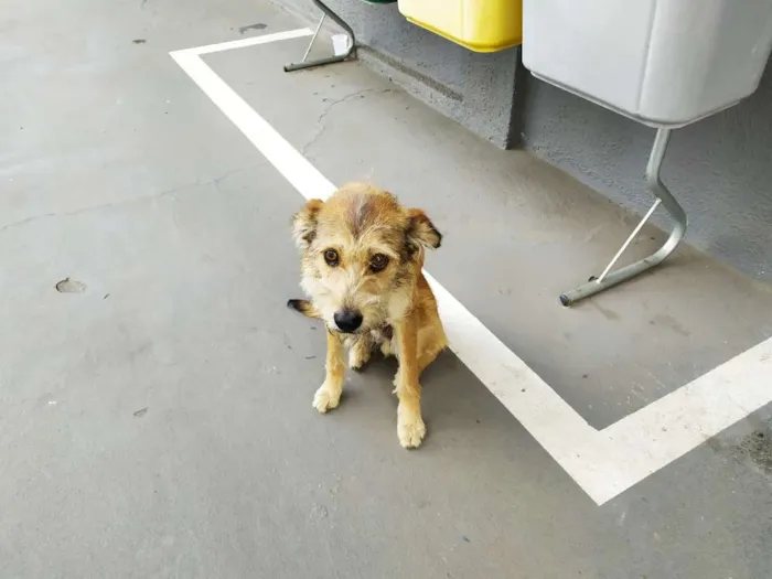 Cachorro ra a Vira-latas idade 3 anos nome Sem mome
