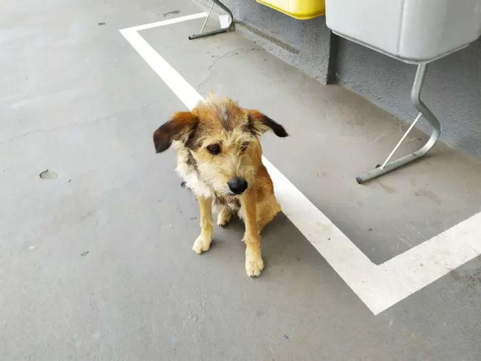 Cachorro ra a Vira-latas idade 3 anos nome Sem mome