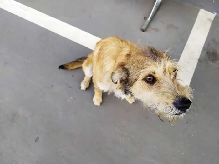 Cachorro ra a Vira-latas idade 3 anos nome Sem mome