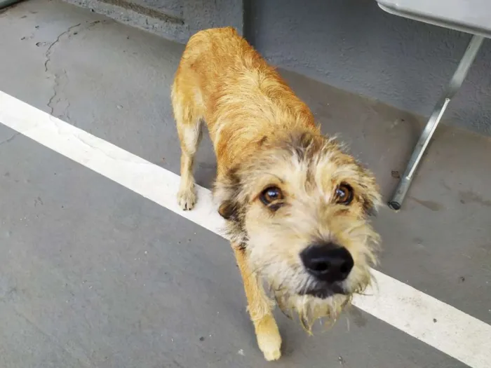 Cachorro ra a Vira-latas idade 3 anos nome Sem mome