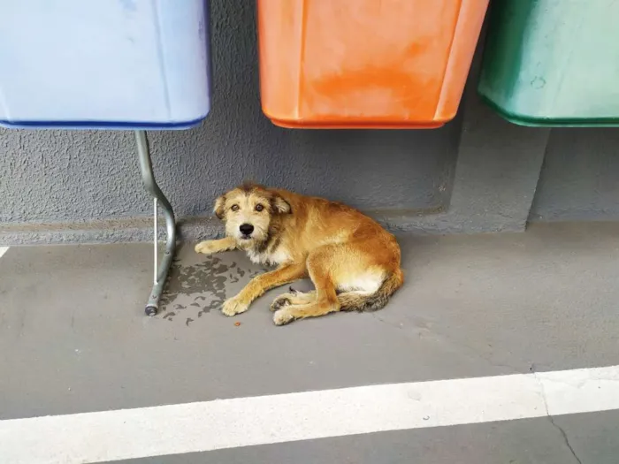 Cachorro ra a Vira-latas idade 3 anos nome Sem mome