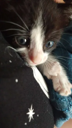 Gato raça Sem raça definida idade Abaixo de 2 meses nome Safira