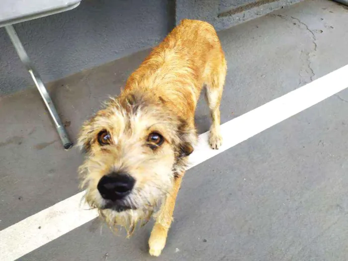Cachorro ra a Vira-latas idade 3 anos nome Sem mome