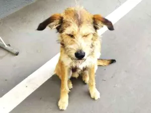 Cachorro raça Vira-latas idade 3 anos nome Sem mome