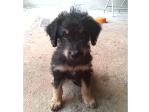 Cachorro raça  idade Abaixo de 2 meses nome Não tem nome ainda!