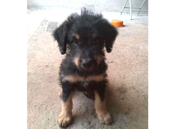 Cachorro ra a  idade Abaixo de 2 meses nome Não tem nome ainda!