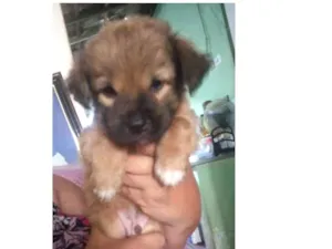 Cachorro raça Srd idade Abaixo de 2 meses nome Sem nome