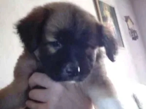 Cachorro raça Srd idade Abaixo de 2 meses nome Sem nome