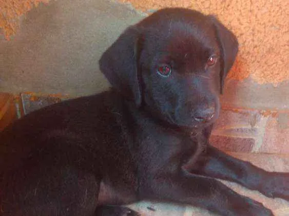 Cachorro ra a Vira lata com shoushou idade 2 a 6 meses nome Tizil