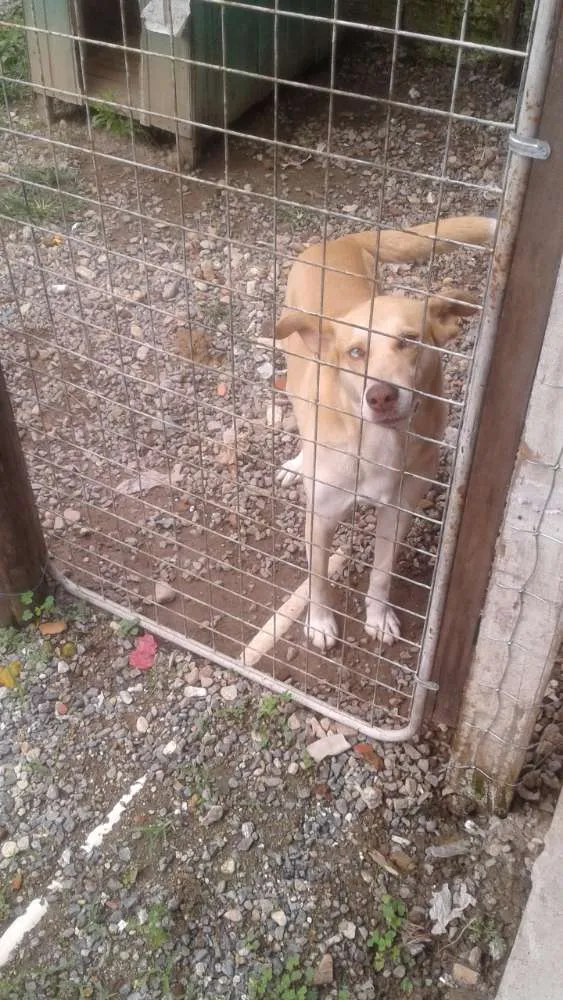 Cachorro ra a Vira lata idade 5 anos nome Basa