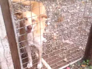 Cachorro raça Vira lata idade 5 anos nome Basa