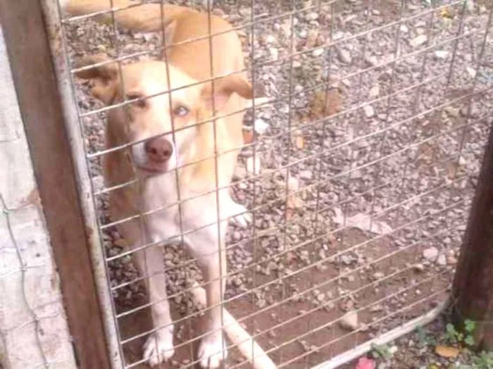 Cachorro ra a Vira lata idade 5 anos nome Basa