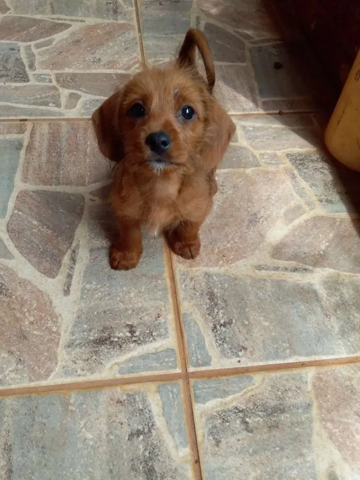 Cachorro ra a Cofap idade Abaixo de 2 meses nome Bolly