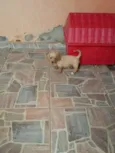 Pérola 