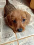 Cookie