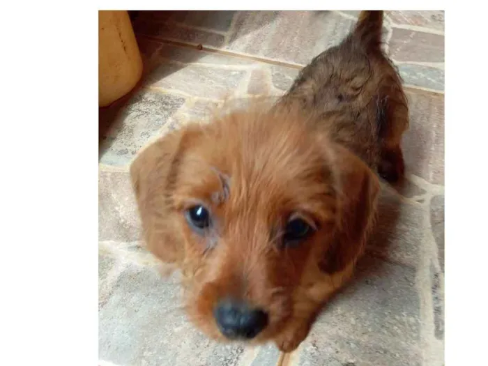 Cachorro ra a Cofap idade Abaixo de 2 meses nome Cookie