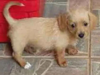 Cachorro ra a Cofap idade Abaixo de 2 meses nome Pérola 