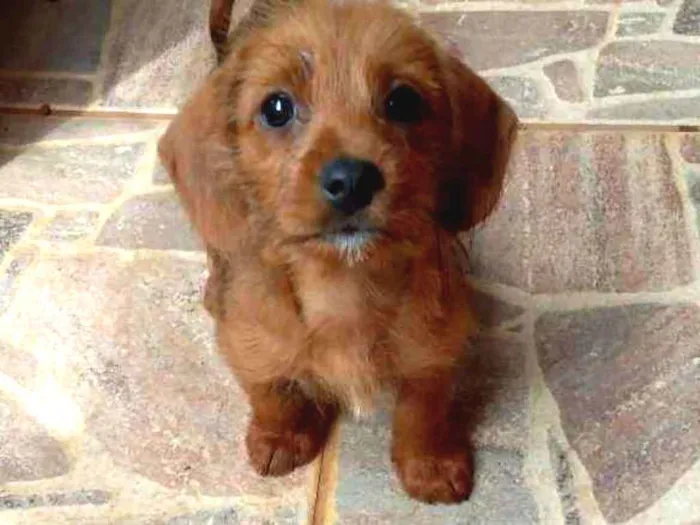 Cachorro ra a Cofap idade Abaixo de 2 meses nome Bolly