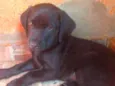Tizil