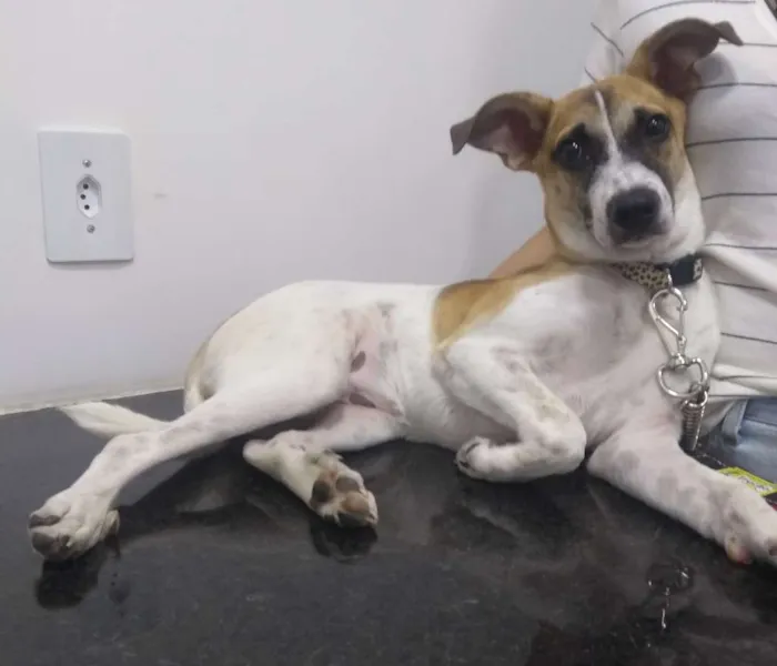 Cachorro raça Srd idade 7 a 11 meses nome Melissa