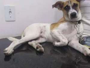Cachorro raça Srd idade 7 a 11 meses nome Melissa