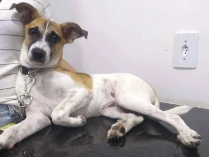 Cachorro raça Srd idade 7 a 11 meses nome Melissa