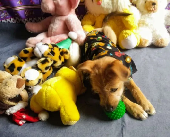 Cachorro raça SRD idade 2 a 6 meses nome Hercules