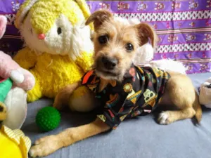 Cachorro raça SRD idade 2 a 6 meses nome Hercules