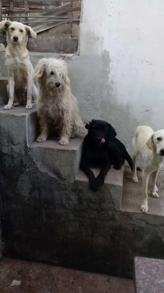 Cachorro ra a Poodle com Labrador idade 2 anos nome Kerolyn