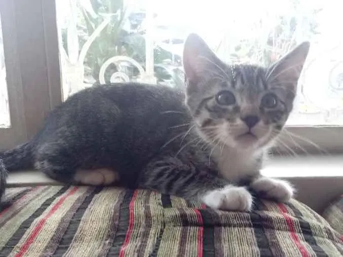 Gato raça SRD idade 2 a 6 meses nome Dora, Damião, João, 