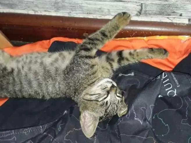 Gato ra a SRD idade Abaixo de 2 meses nome Aladdin