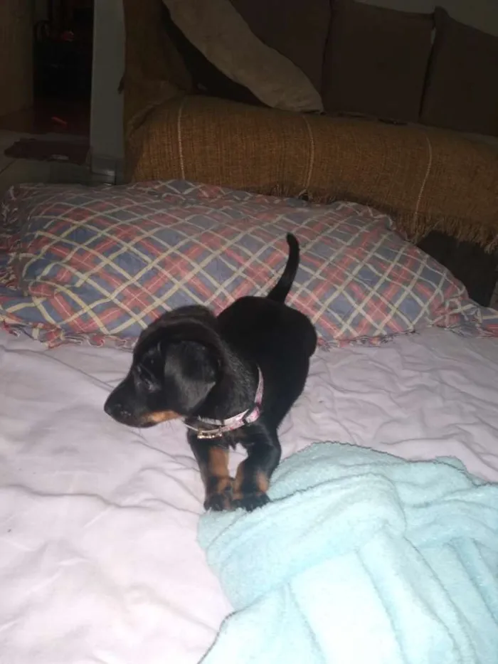 Cachorro ra a Viralata idade Abaixo de 2 meses nome  Valentina