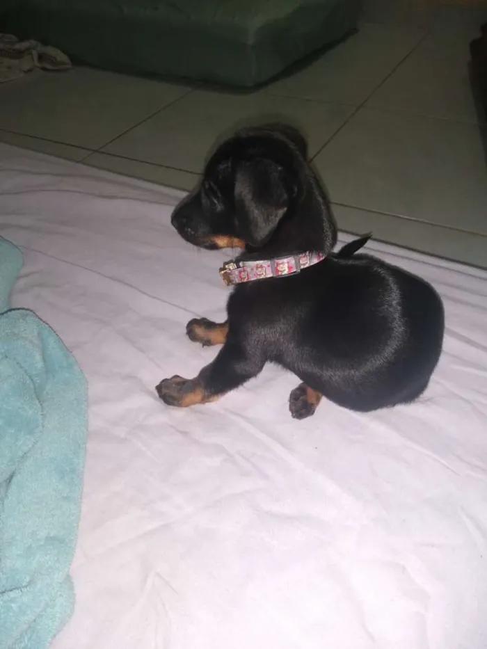 Cachorro ra a Viralata idade Abaixo de 2 meses nome  Valentina
