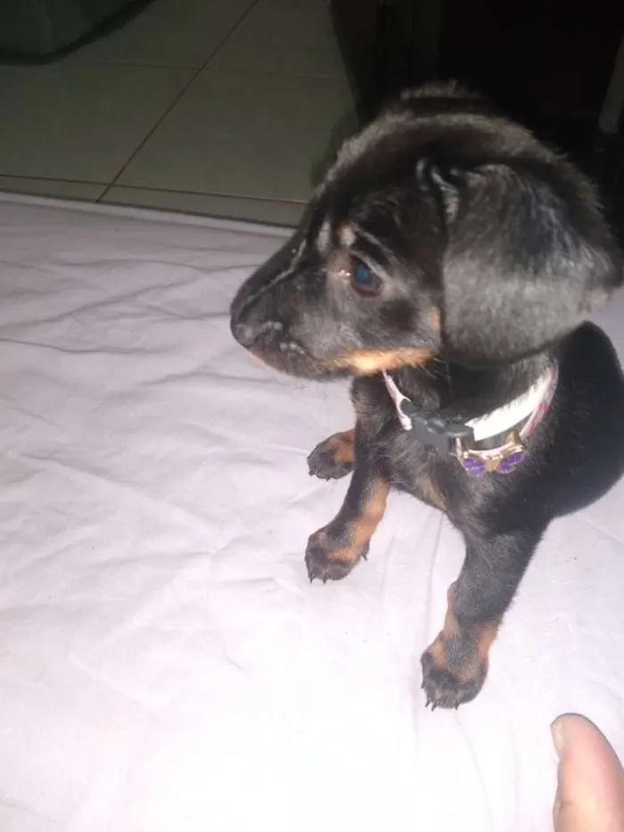 Cachorro ra a Viralata idade Abaixo de 2 meses nome  Valentina